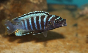 Metriaclima sp. 'aggressive bars'
