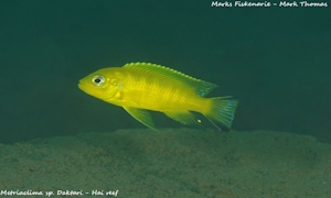Metriaclima sp. 'daktari'