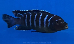 Metriaclima sp. 'dolphin'