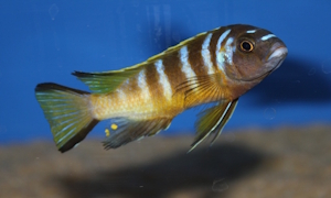 Metriaclima sp. 'elongatus bee'