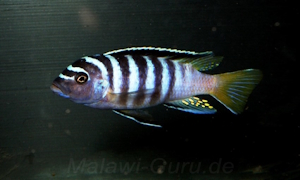 Metriaclima flavicauda