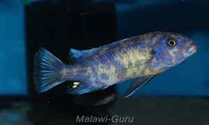 Metriaclima xanstomachus