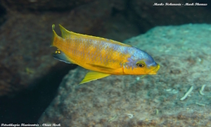 Petrotilapia flaviventris