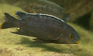 Petrotilapia sp. 'fuscous'