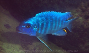 Petrotilapia tridentiger