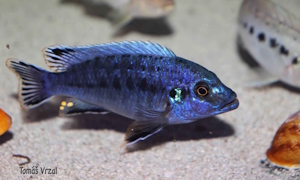Pseudotropheus benetos 'Makonde'