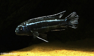Pseudotropheus cyaneorhabdos