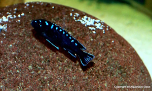 Chindongo sp. 'elongatus spot'