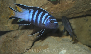 Chindongo sp. 'elongatus mpanga'