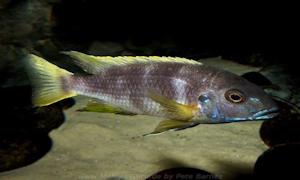 Pseudotropheus livingstonii