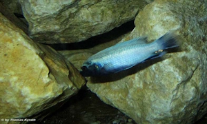 Pseudotropheus sp. 'polit'