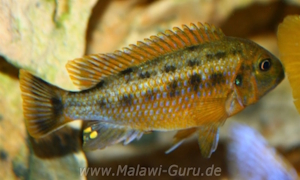 Pseudotropheus sp. 'williamsi north'