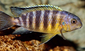 Tropheops gracilior