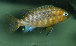 Tropheops macrophtalmus