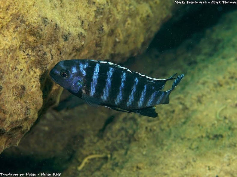 'higga' - Higga Reef Tropheops sp.'higga'
