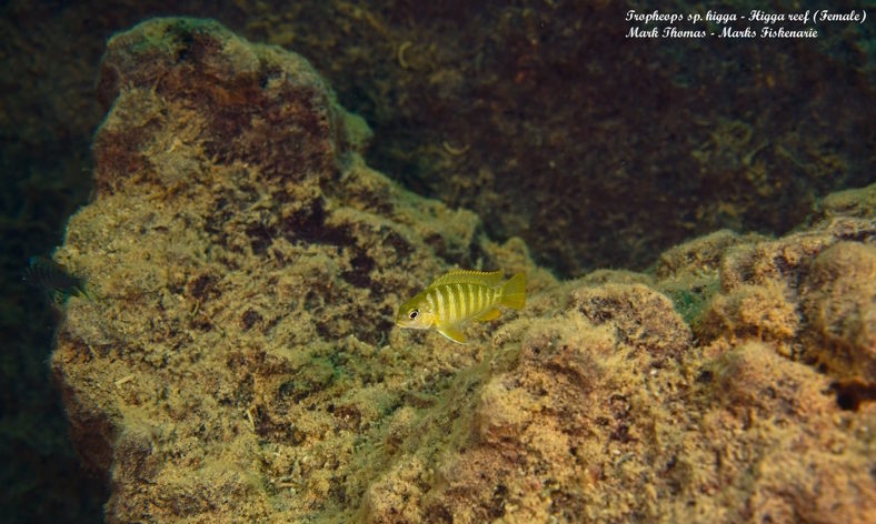 'higga' (Weibchen/Female) Tropheops sp.'higga'