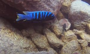 Cynotilapia sp.’chinyankwazi‘