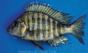 Alticorpus peterdaviesi
