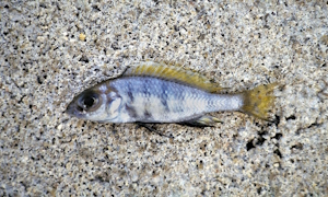 Aulonocara stonemani