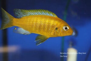 Metriaclima barlowi 'Mbenji Island' Galerie Metriaclima barlowi Arten