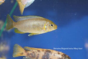 Metriaclima barlowi 'Mbenji Island''Mbenji Island' Metriaclima barlowi