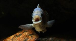 Metriaclima greshakei