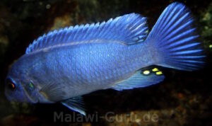 Metriaclima callainos