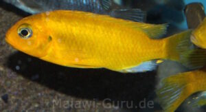 Metriaclima barlowi 'Mbenji Island''Mbenji Island' Metriaclima barlowi