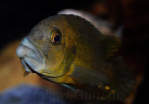 Abactochromis labrosus