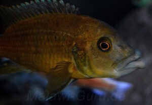 Abactochromis labrosus