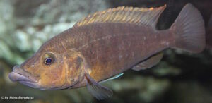Abactochromis labrosus