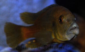 Abactochromis labrosus