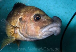 Abactochromis labrosus