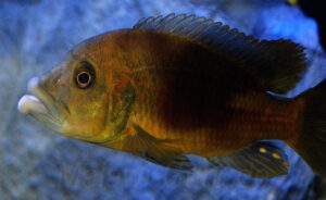 Abactochromis labrosus