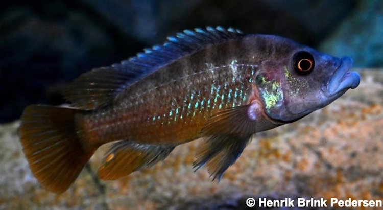 Die Mbuna
