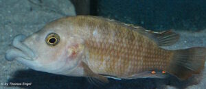Abactochromis labrosus