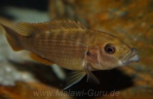 Abactochromis labrosus