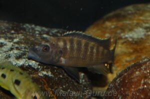 Abactochromis labrosus