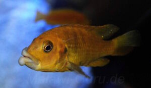 Abactochromis labrosus