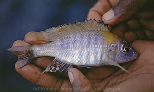 Aulonocara nyassae