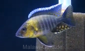 Aulonocara sp. 'trematocranus masinje'