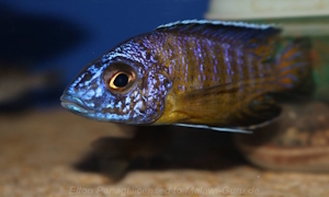 Aulonocara stuartgranti 'Mkondowe'