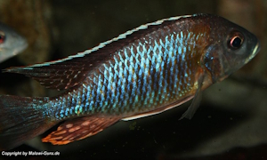 Aulonocara sp. yellow collar 'Mazinzi Reef'
