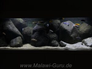 720 Liter Mbuna Aquarium Malawisee