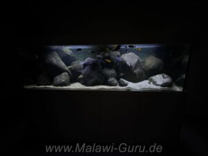 720 Liter Mbuna Aquarium Malawisee