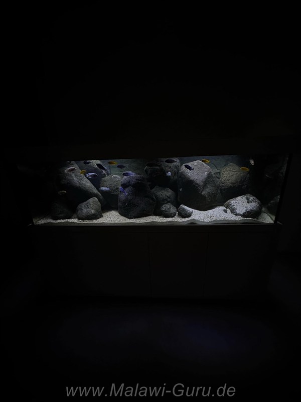 720 Liter Mbuna Aquarium Malawisee