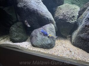 720 Liter Mbuna Aquarium Malawisee