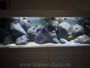 720 Liter Mbuna Aquarium Malawisee