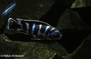 Chindongo demasoni