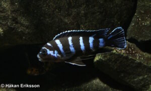 Chindongo demasoni